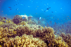 Abudefduf whitleyi