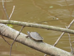 Graptemys sabinensis