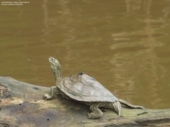 Graptemys sabinensis