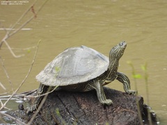 Graptemys sabinensis