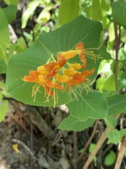 Lonicera flava