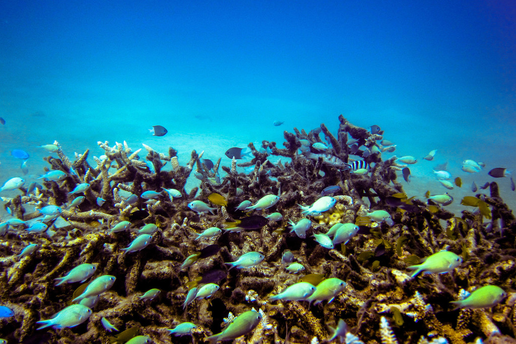 Blue-green damselfish