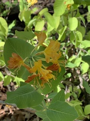 Lonicera flava