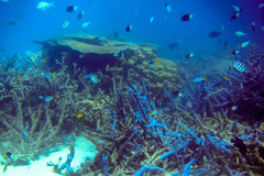 Acanthochromis polyacanthus