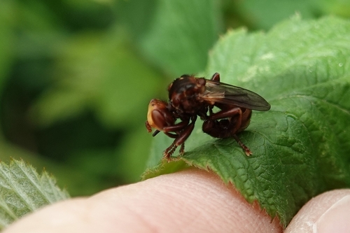 Ferruginous Bee-Grabber