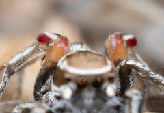 Habronattus formosus