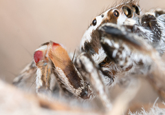 Habronattus formosus