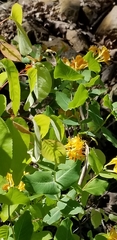 Lonicera flava