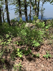 Lonicera flava