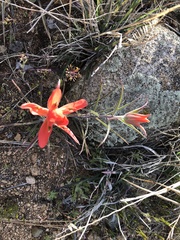 Castilleja integra