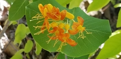 Lonicera flava