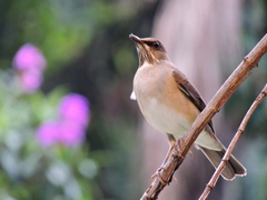 Turdus amaurochalinus