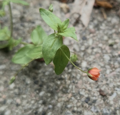 scarlet pimpernel