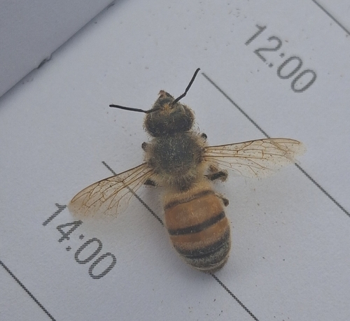 Western Honey Bee