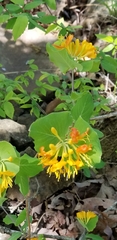 Lonicera flava