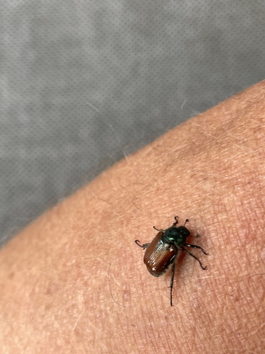 Garden Chafer
