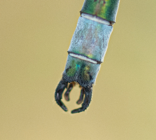 Emerald Spreadwing