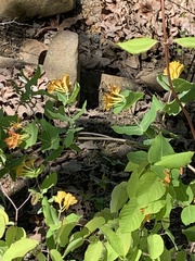 Lonicera flava