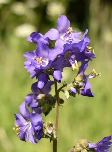 Blue Jacob's Ladder