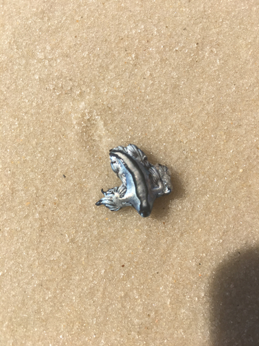 Glaucus atlanticus