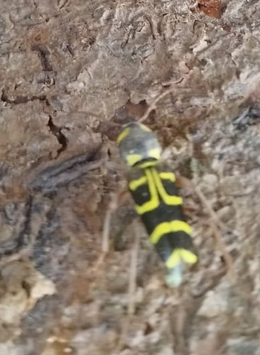 Xylotrechus arvicola