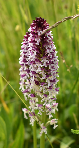 Burnt-tip Orchid