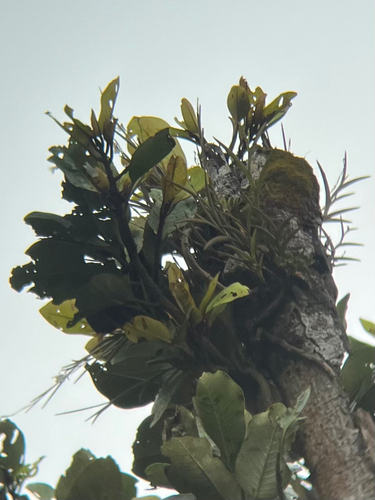 Dendrobium equitans, photograph 5
