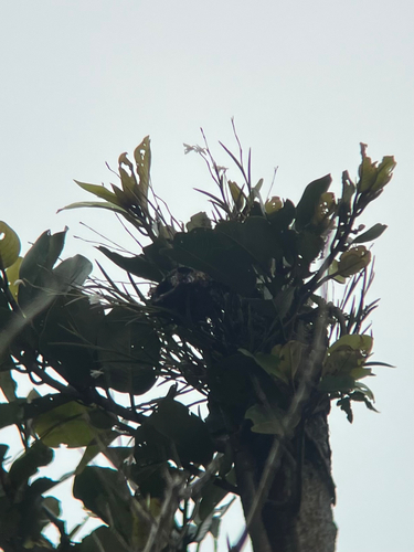 Dendrobium equitans, photograph 6