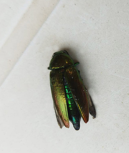 Eurythyrea micans