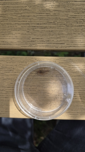 Amber Wood Cockroach