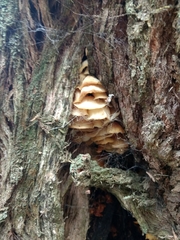Armillaria novae-zelandiae