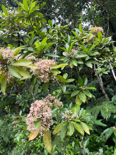Ardisia sieboldii, photograph 4