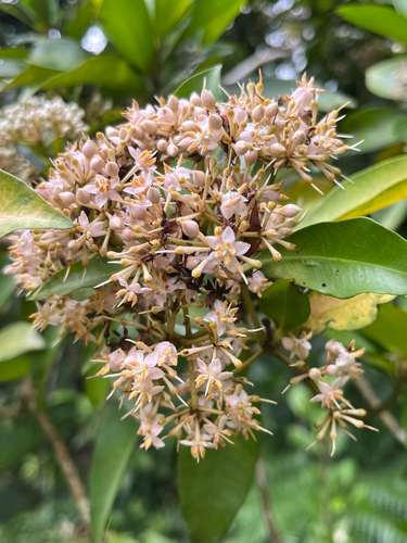 Ardisia sieboldii, photograph 3