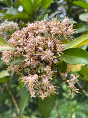 Ardisia sieboldii, photograph author not stated, no rights reserved