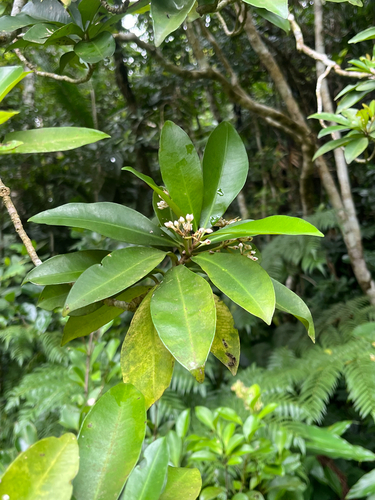 Ardisia sieboldii, photograph 2