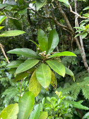 Ardisia sieboldii, photograph author not stated, no rights reserved