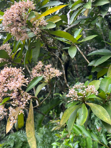 Ardisia sieboldii