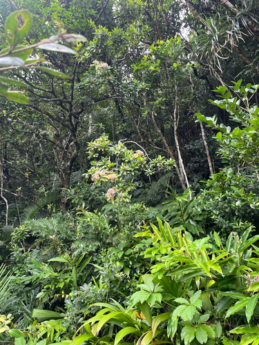 Ardisia sieboldii, photograph 5