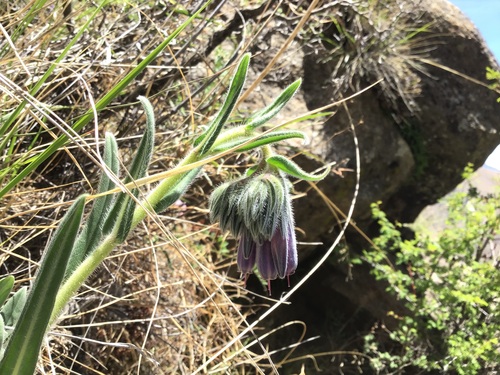 Onosma hookeri longiflora