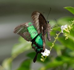Papilio palinurus daedalus