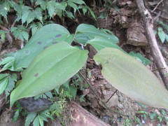 Smilax bracteata