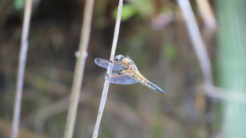 Four-spotted Skimmer