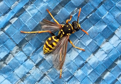 European Paper Wasp
