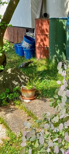 Common Wood-Pigeon
