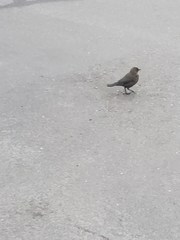 Euphagus cyanocephalus