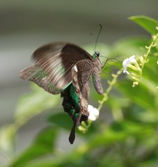 Papilio palinurus daedalus