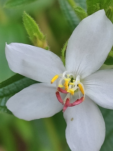 island glorybush (Trembleya phlogiformis)