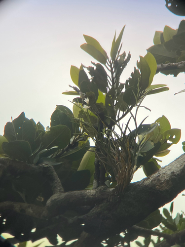 Dendrobium equitans, photograph 1