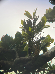 Dendrobium equitans, photograph author not stated, no rights reserved