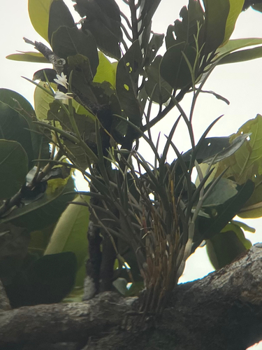Dendrobium equitans